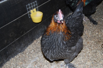 Copper Blue Marans