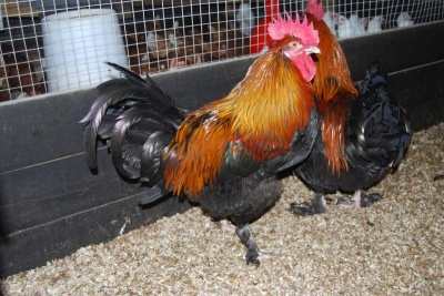 Copper Black Maran Cockerel