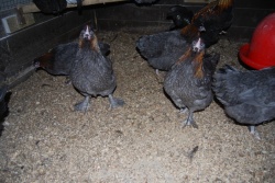 Copper Blue Marans